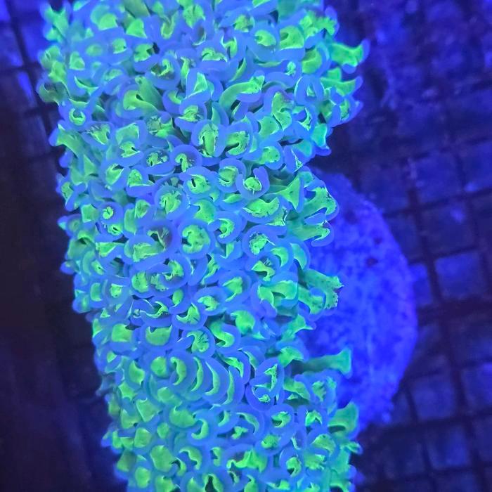 Bisa E-Faktur Coral Koral Siwalan Hijau Ungu Ijo Ungu Frag Wall Hammer Coral Perawatan Mudah Tahan