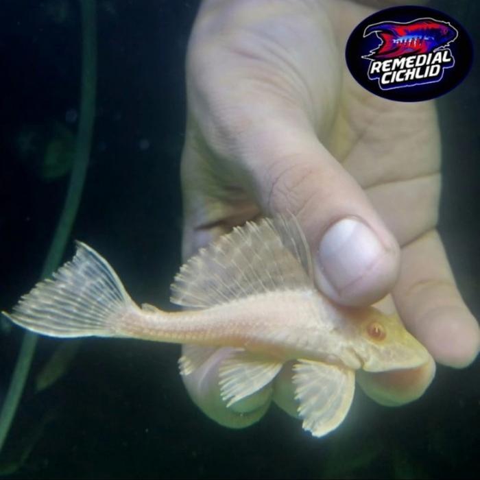 Vista - Pleco Pterygoplichthys Gibbiceps Albino (L083/L065) - South American