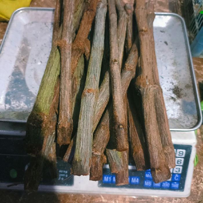 rostok batang bawah anggur harga per kg
