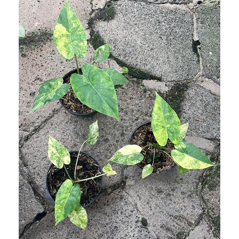 BIG SALE alocasia gageana/ odoran variegata yellow