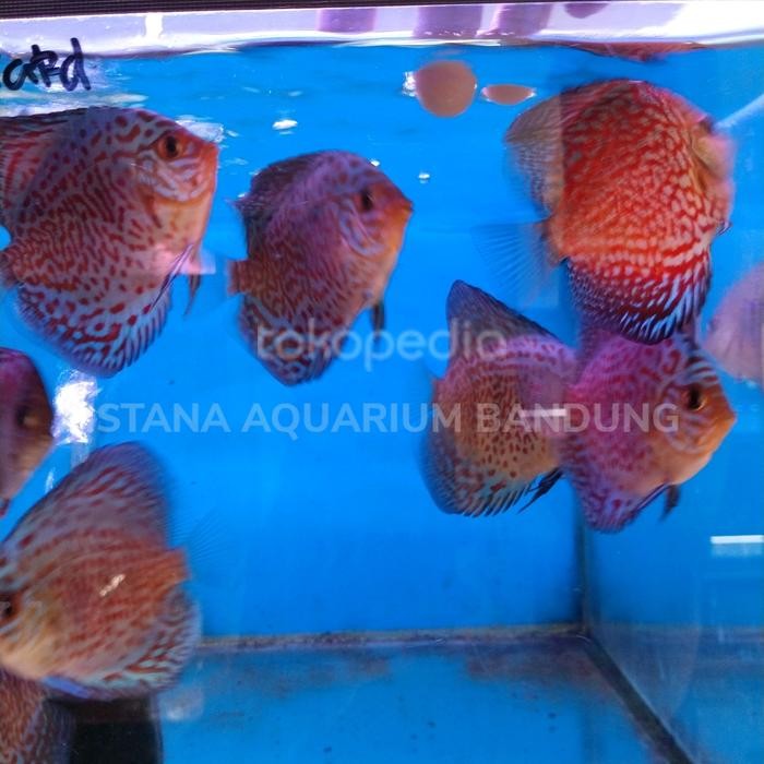 discus leopard