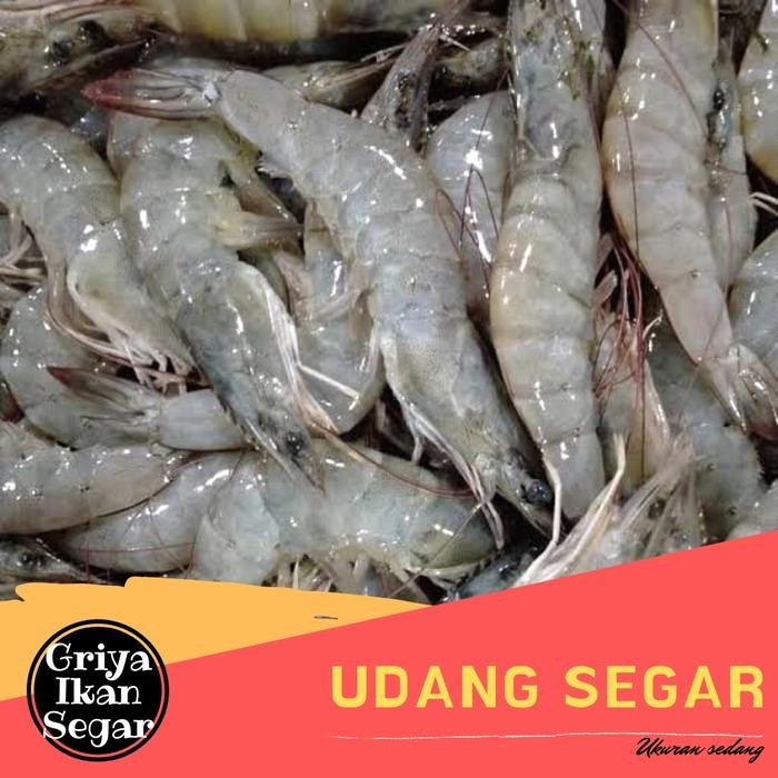 

Pilihan- Udang Segar Ukuran Sedang 500Gram