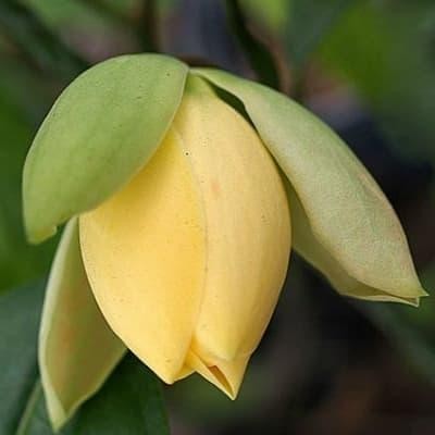 Pilihan- Tanaman Cempaka Gondok Kuning