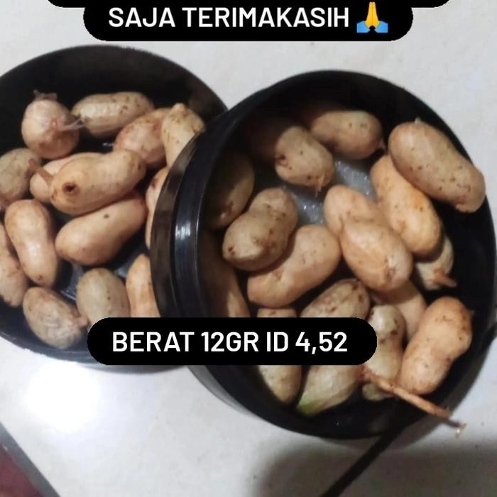 

kacang tanah lokal jamin gurih