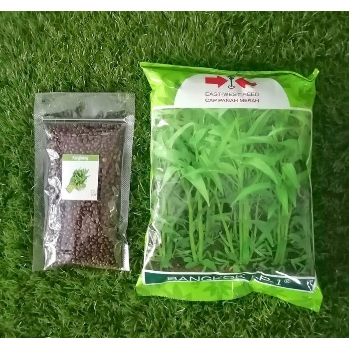 ID 3000 BIJI - BENIH KANGKUNG BANGKOK LP-1 - BIBIT KANGKUNG DARAT