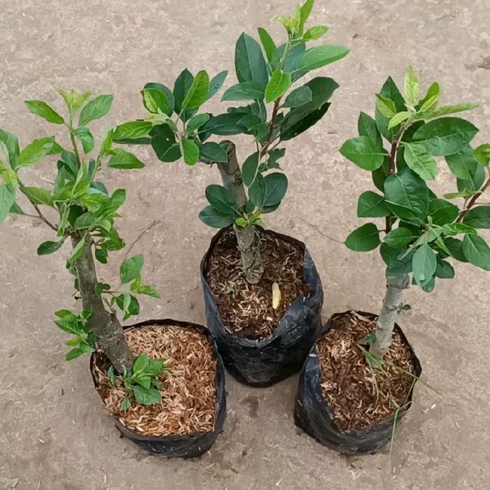 bibit apel cangkok Merah artificial