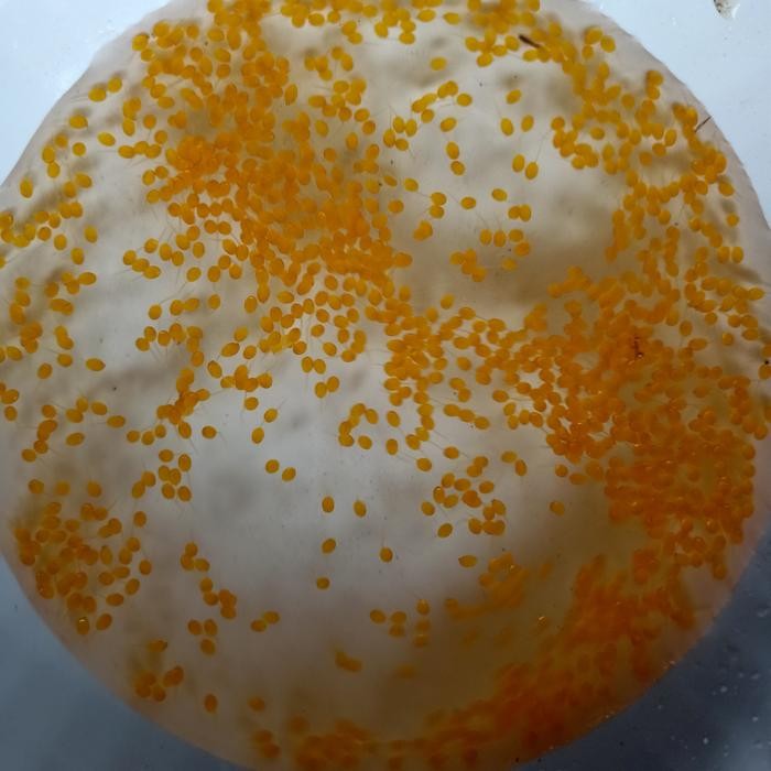 Segar&amanah- Telur/Larva Gurame Padang