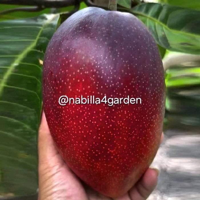 [ Bibit Mangga Miyazaki ]