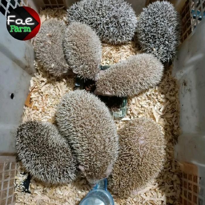 Landak Mini Indukan Murah Lucu Gemesin Dan Sehat