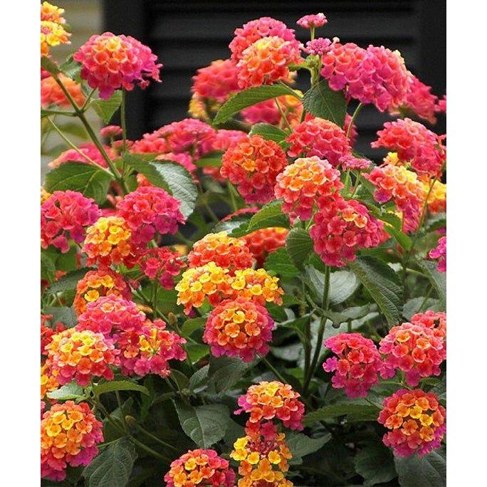 Benih Bibit Biji - Lantana Camara Bunga Tahi Ayam Tembelekan Flower Seeds - IMPORT Benih Biji