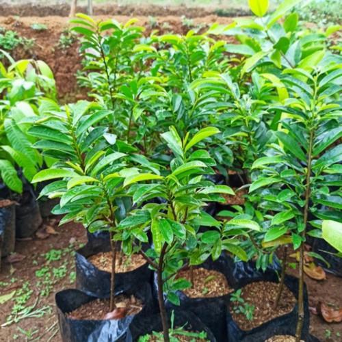NEW Bibit Tanaman Buah Sirsak jumbo Pohon Sirsak Jumbo Bibit Sirsak Madu