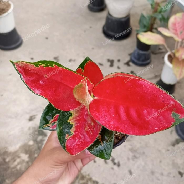 

Aglonema Suksom Jaipong