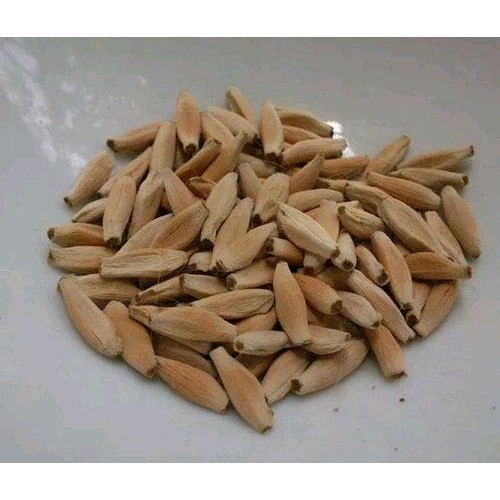 TERBAIK Benih Adenium Somalense anaconda Rosy Red