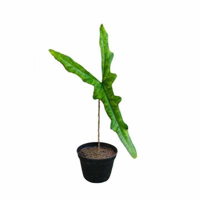 TERBATAS Tanaman Hias Alocasia Narrow / Jacklyn Narrow / Sabrina