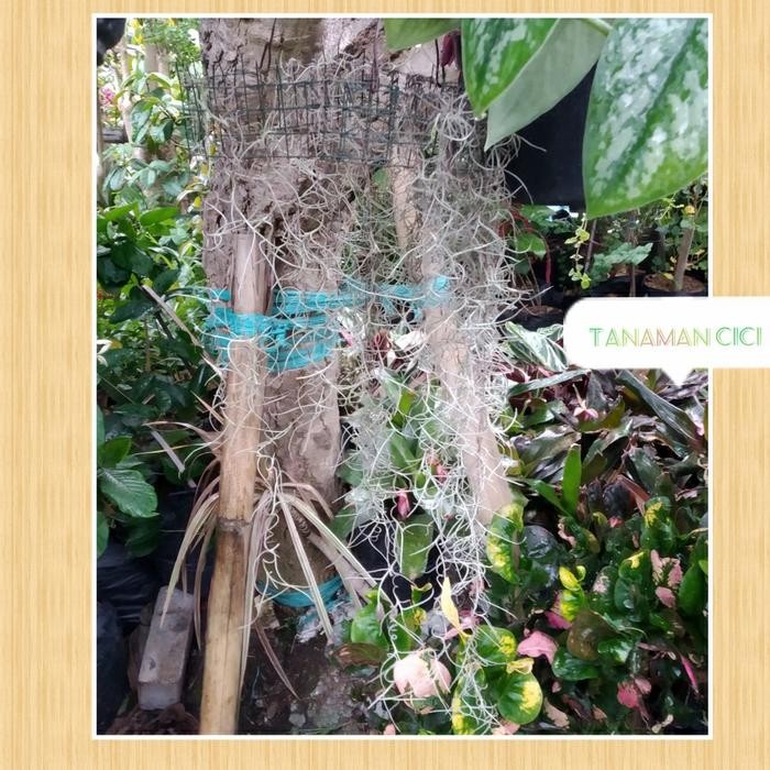 Tanaman Hias Janggut Musa