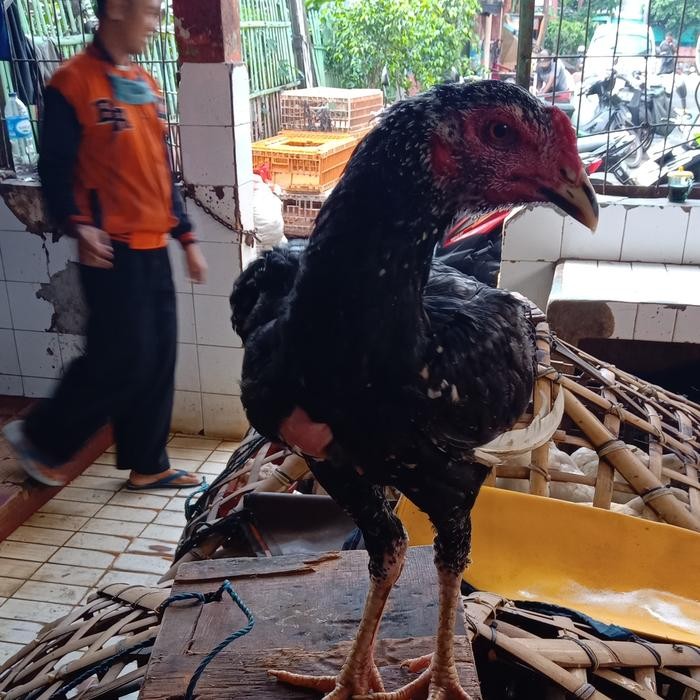 ayam kampung hidup