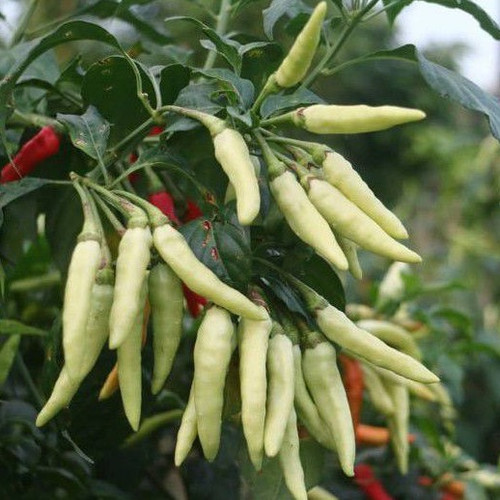 Terlaris - 50 Bibit Benih Cabe Rawit Dompol