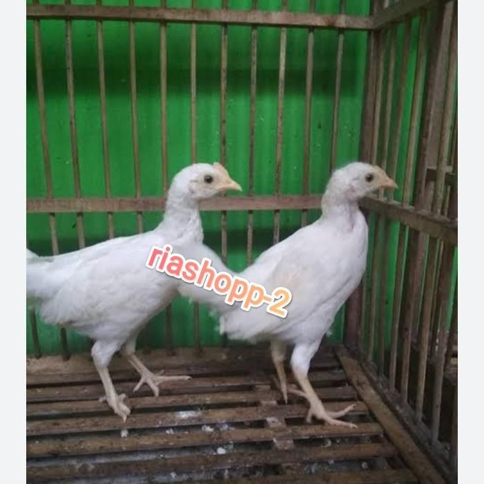 AYAM BEKISAR BEKICEM PUTIH ANAKAN
