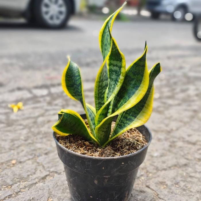 ID SANSIVERA TWISTER TSUNAMI TINGGI 28CM.