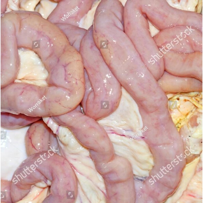 B2B2Lansungkirim- Daging Babi Bagian Usus Besar Dan Kecil