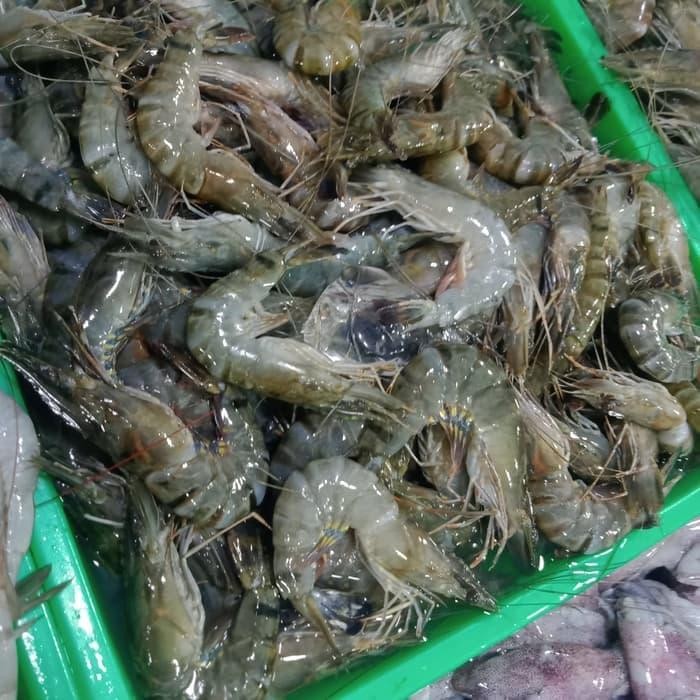 Seaf00d- Udang Tiger / Udang Pancet / Udang Windu Ikan Segar Laut Fresh