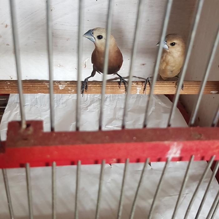 burung emprit kaji sepasang