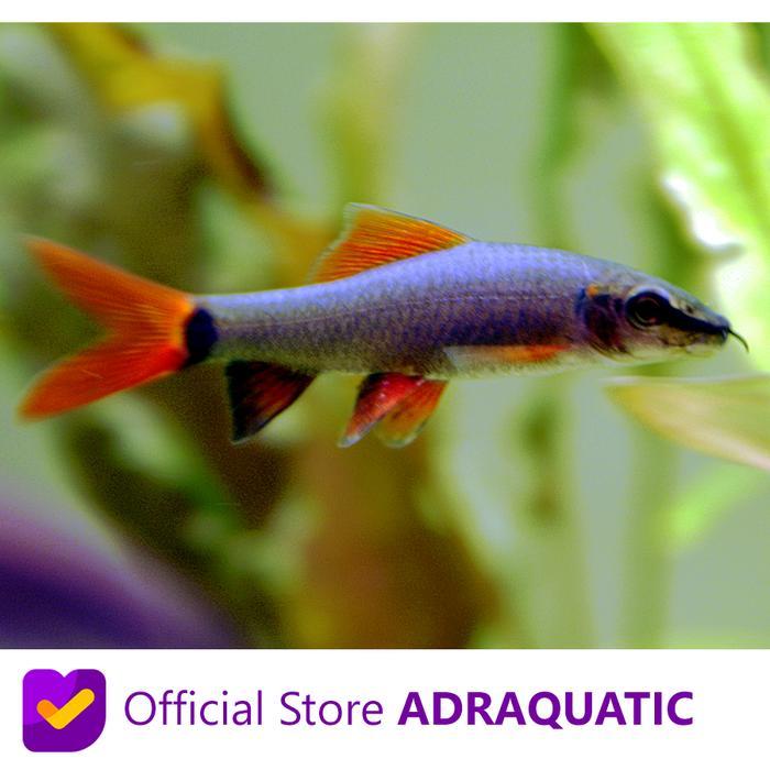 IKAN HIAS REDFIN SHARK RED TAIL RED FIN FINNED RAINBOW AIR TAWAR