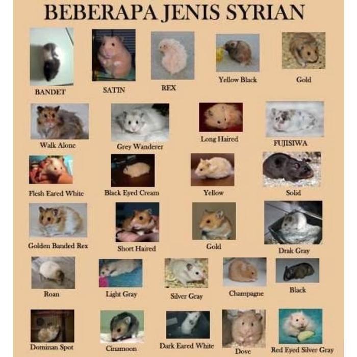 Hamster Syrian - Short Hair