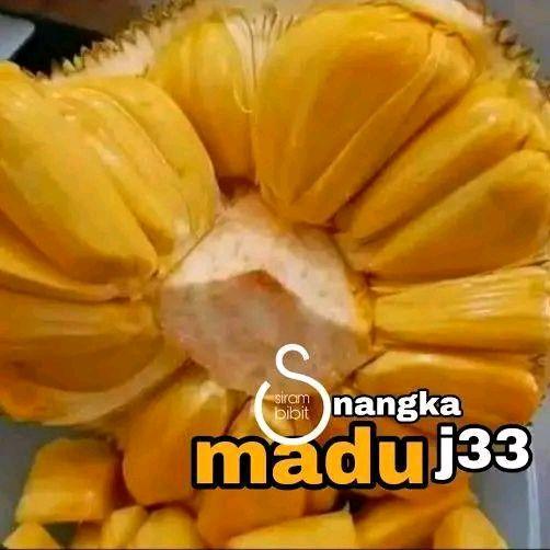 BIBIT NANGKA MADU J33 Malaysia SUPER UNGGUL KUALITAS NOMOR SATU