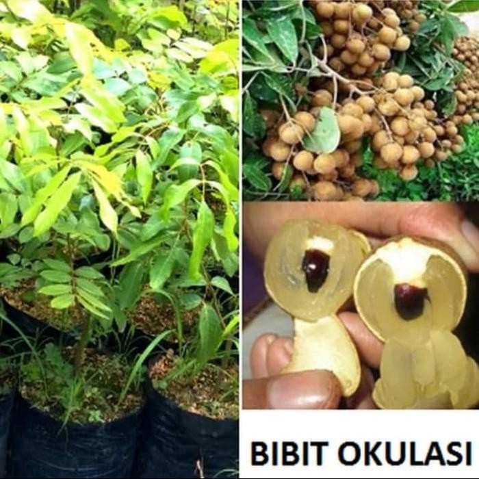 

Pohon Klengkeng Kristal - Bibit Pohon Klengkeng Kristal Super