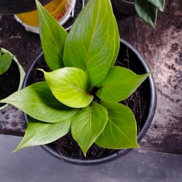 SM- Tanaman hias anthurium jemani cobra katalog - Jemani kobra katalog