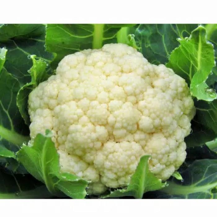 

Pilihan- Kembang Kol Per 500Gram - Produk Baru Dan Segar Setiap Hari