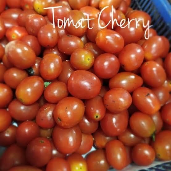 

Pilihan- Pasar Online Tangerang - Tomat Cherry / Tomat Bany 250Gr