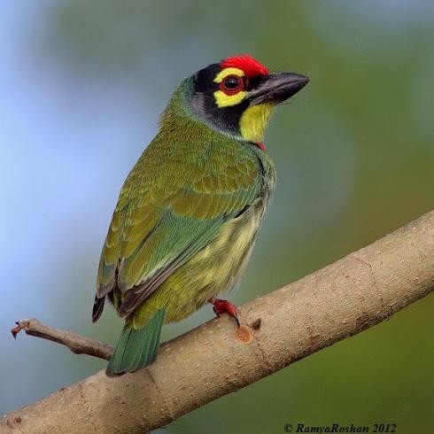 burung ungkut ungkut aviary