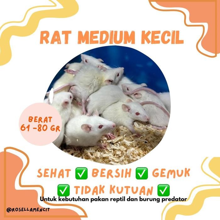 Pilihan- Tikus Putih Rat Medium Kecil 61-80 Gr
