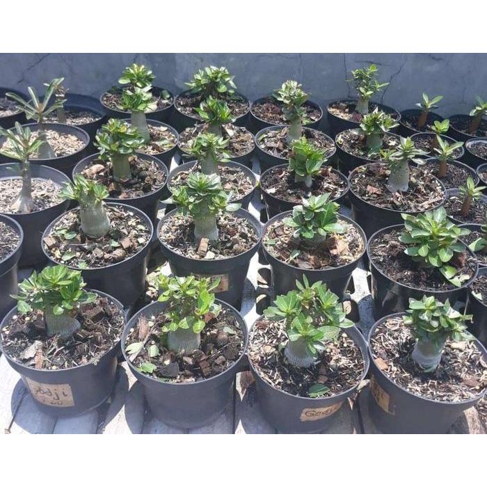 SALE  Tanaman Hias Adenium Arabicum Godji usia 6 - 9 bulan ORIGINAL