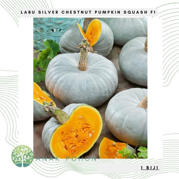Benih Bibit Biji - Labu Silver Chestnut Pumpkin Squash F1 Kastanye Kaboca Perak Hibrida Seeds -