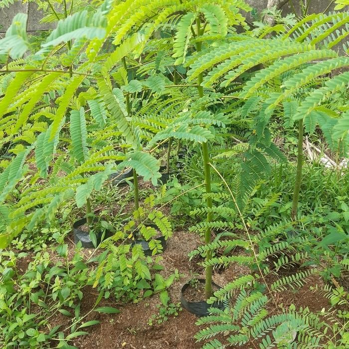 

Solobium pakis brazil tinggi 100-120cm