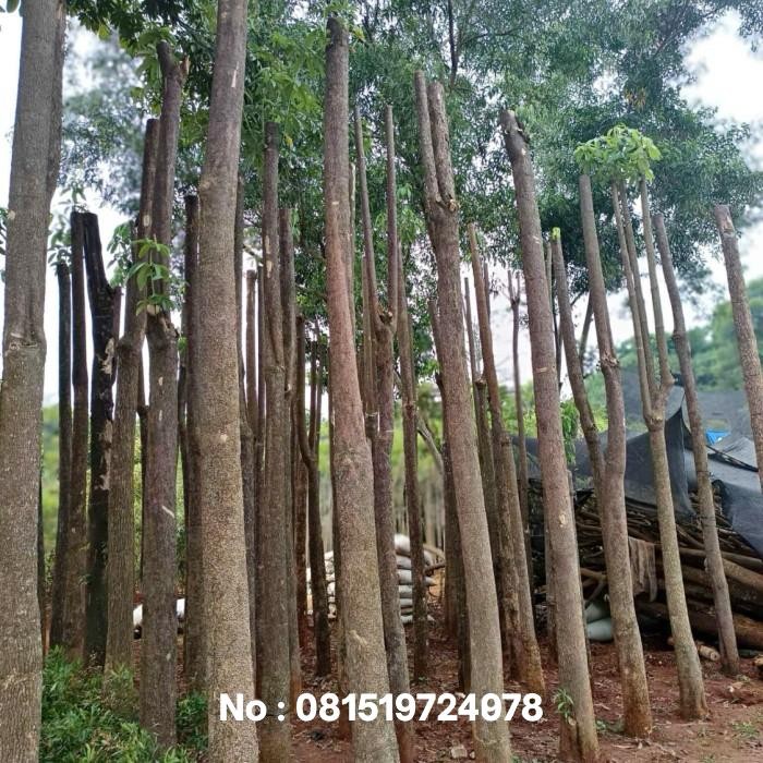 

Tanaman pulai/tanaman pule/tanaman pelindung.