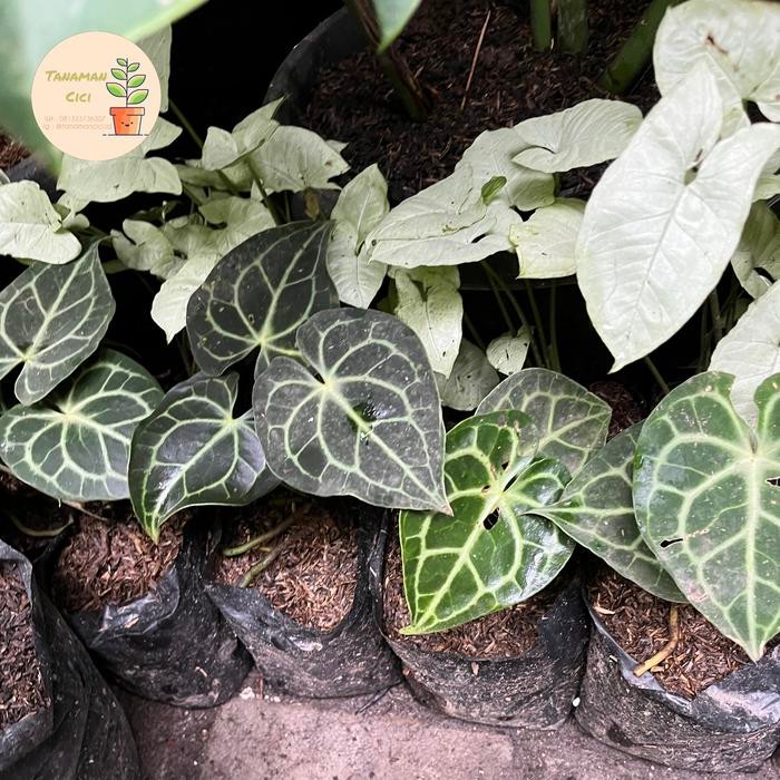 anthurium clarinervium baby tarantula ready banyak