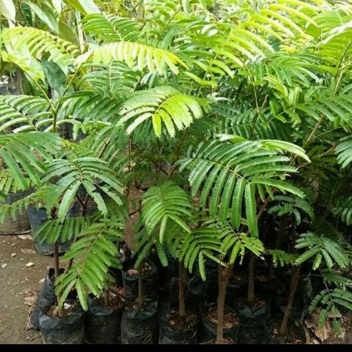 Bibit Tanaman Pete Hibrida/ Petai Hibrida Jumbo Terbaik Hasil Okulasi