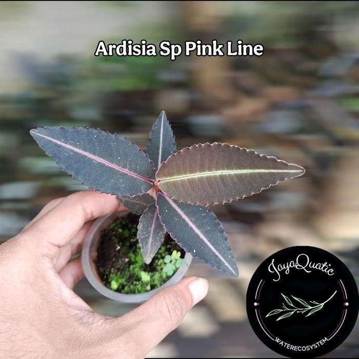 [ Ardisia Sp Pink Line - Tanaman Hias Paludarium Terrarium Jungleplant ]
