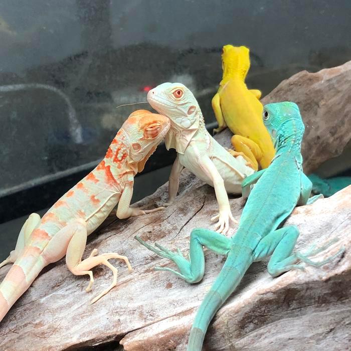 Iguana Green Red Blue Albino Snow