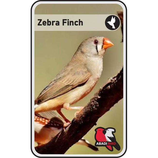 Burung Zebra Finch Tangerang #Gratisongkir