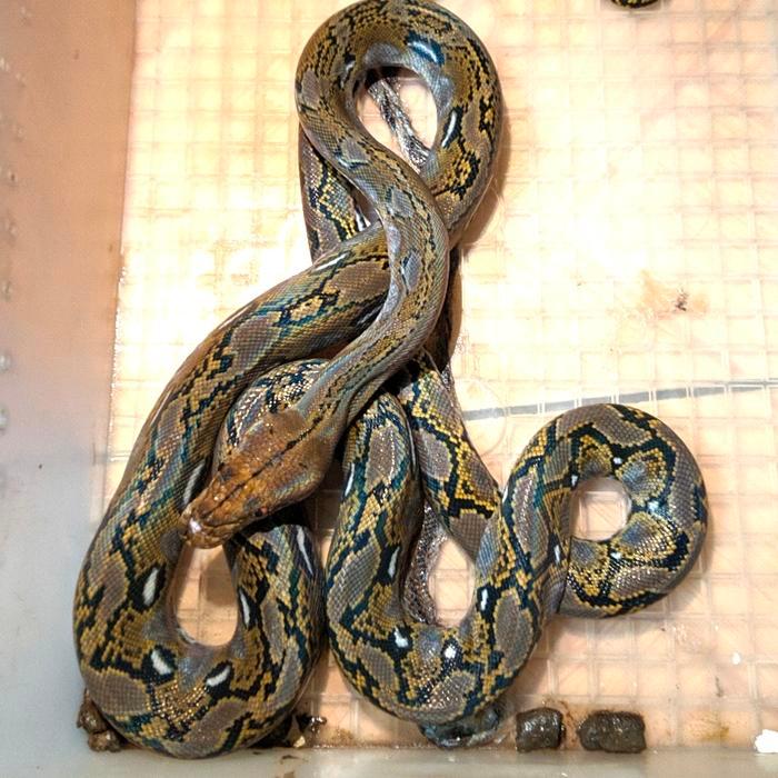 Ready Terlaris Reticulatus Python/Sanca Batik Normal Motif Bagus 1,8M Murah Promo Murah