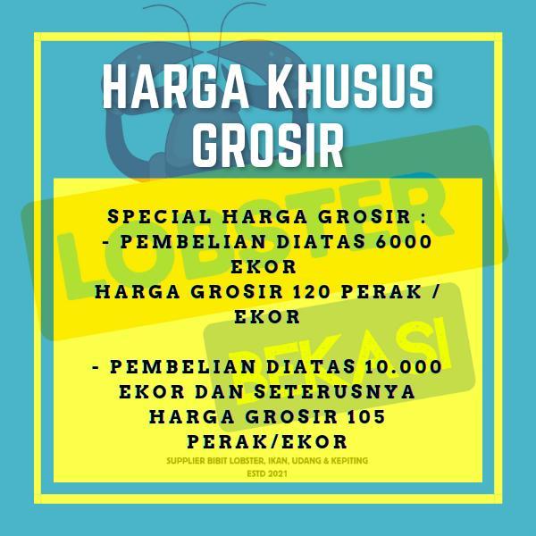 TERBATAS bibit benur vaname air tawar 5000 ekor