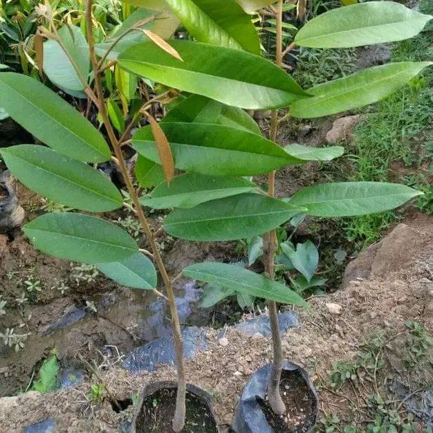 Rupa_Bagus Bibit Durian Musangking Okalasi Bibit Durian Musangking Super