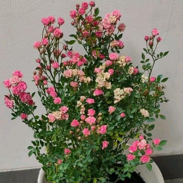 bunga mawar baby rose cantik - tanaman hidup
