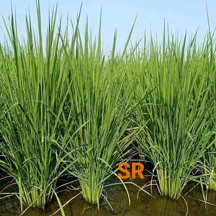 MURAH Benih Padi SR padi cepat panen terbaru