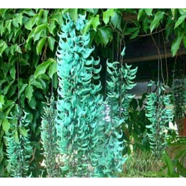 MURAH Bibit flame of irian merah api dan hijou toska..